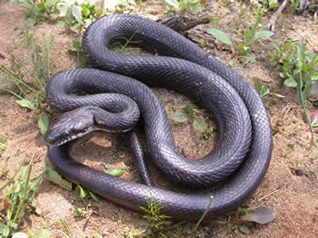 Gray Ratsnake | Outdoor Alabama